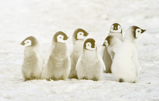 Meet the Penguins: Your Inbound Marketing Marvels