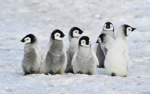 Meet the Penguins: Your Inbound Marketing Marvels